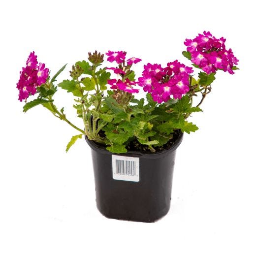 4" Annuals