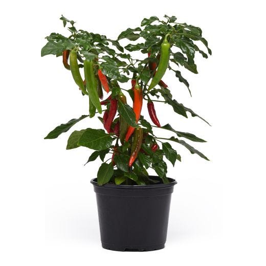 4" Vegetable