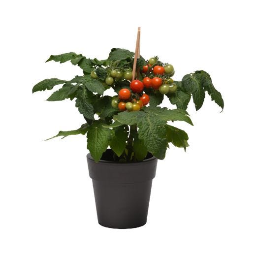 4" Vegetable
