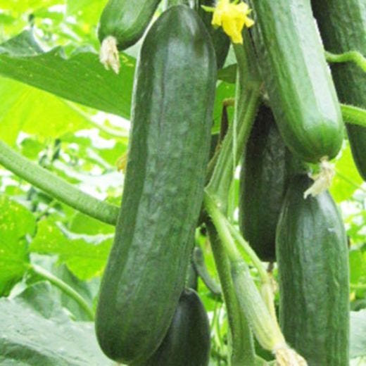 4" Vegetable