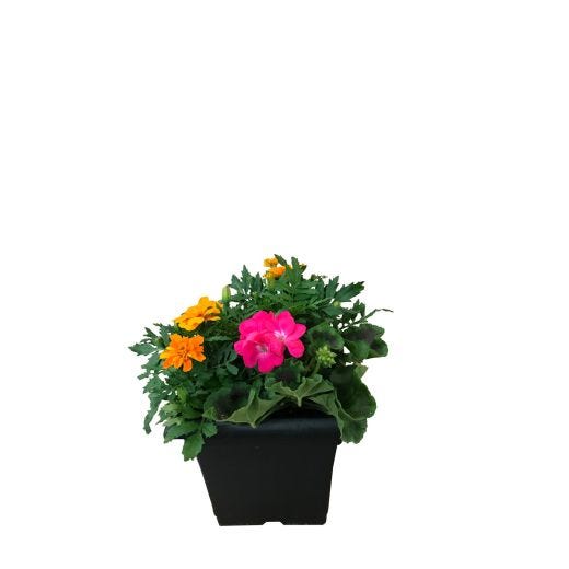 Step Hugger Planter