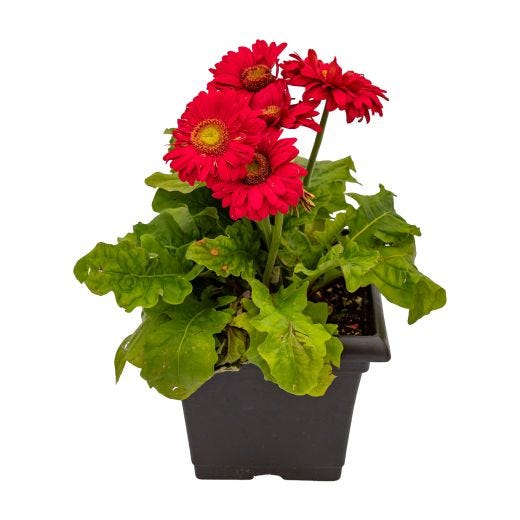 Step Hugger Planter