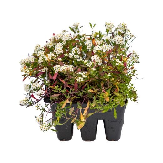 Assorted Annual Bedding Plant-6/Pack