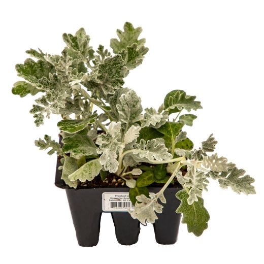 Assorted Annual Bedding Plant-6/Pack