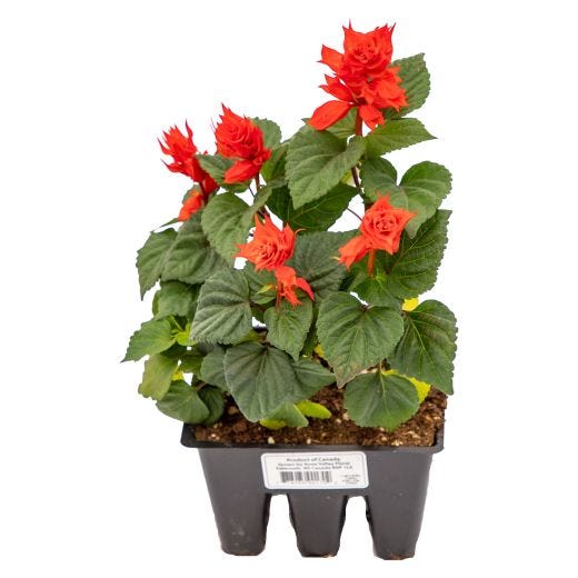Assorted Annual Bedding Plant-6/Pack