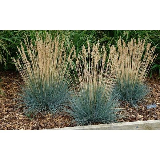 2 gal Assorted Grasses