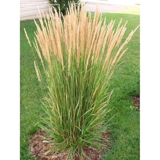 2 gal Assorted Grasses