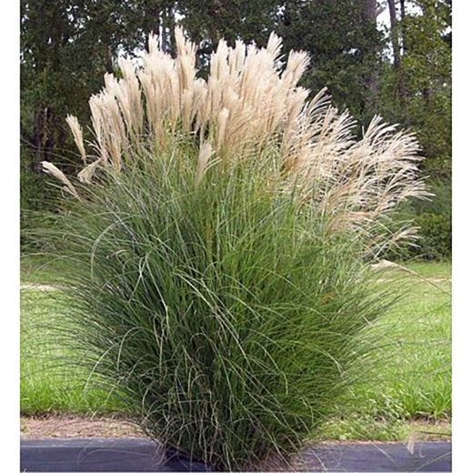 2 gal Assorted Grasses