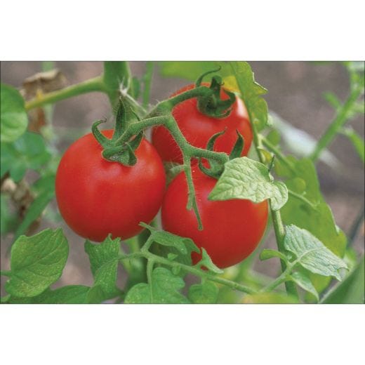 3.5" Assorted Vegetables