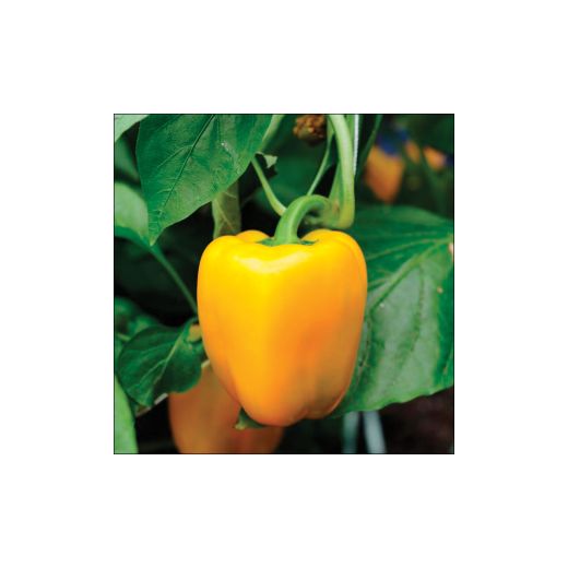 3.5" Assorted Vegetables