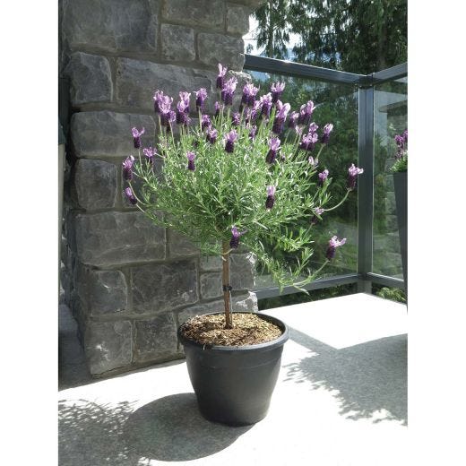 Lavender Deco Pot 2 Gallons