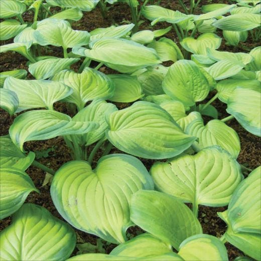 1 Gallon Deluxe Hosta