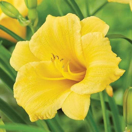 1 Gallon Deluxe Daylily