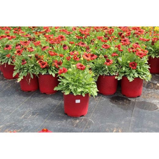 Vivaces assorties avec pot de couleur 2  gallons