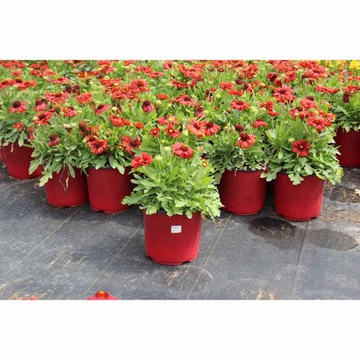 Vivaces assorties avec pot de couleur 2  gallons