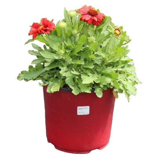 Vivaces assorties avec pot de couleur 2  gallons