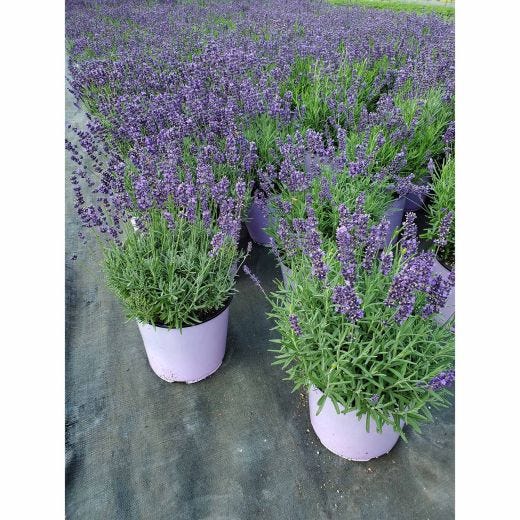 Vivaces assorties avec pot de couleur 2  gallons