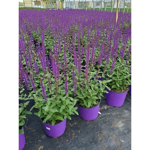 Vivaces assorties avec pot de couleur 2  gallons