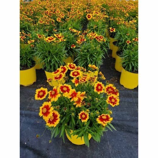 Vivaces assorties avec pot de couleur 2  gallons