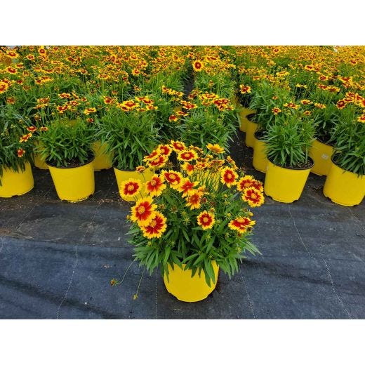Vivaces assorties avec pot de couleur 2  gallons
