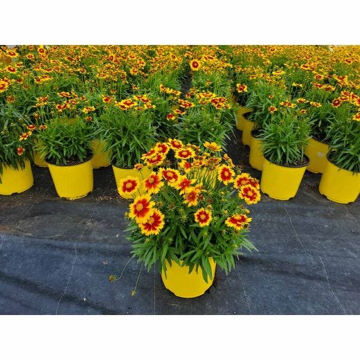 Vivaces assorties avec pot de couleur 2  gallons