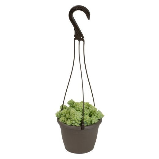 6" Succulent Hanging Basket
