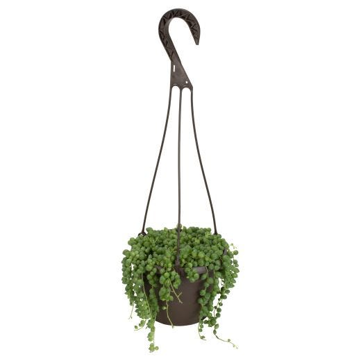 6" Succulent Hanging Basket