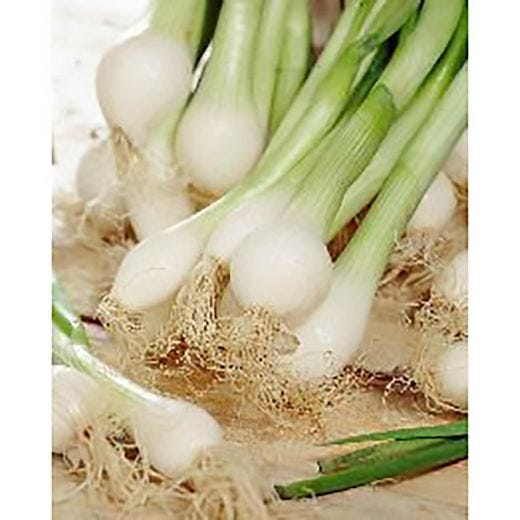Southport Scallions