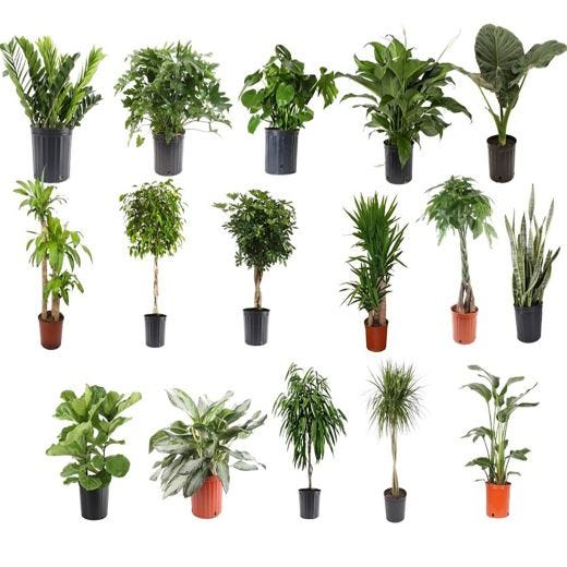 Plante tropicale 10 po première qualité