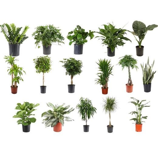 Plante tropicale 10 po première qualité
