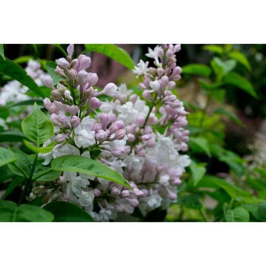 3G Beauty of Moscow Common Lilac