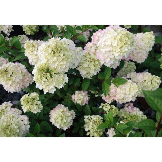 2 Gallon Strawberry Sunday Hydrangea