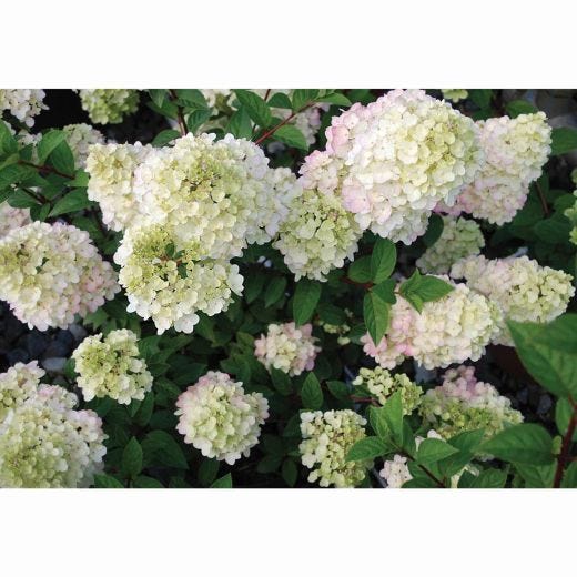 2 Gallon Strawberry Sunday Hydrangea