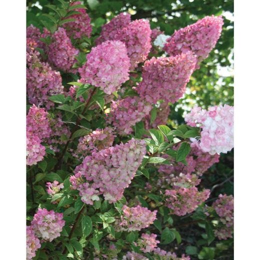 2 Gallon Strawberry Sunday Hydrangea