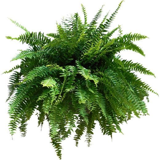 10" Hanging Foliage