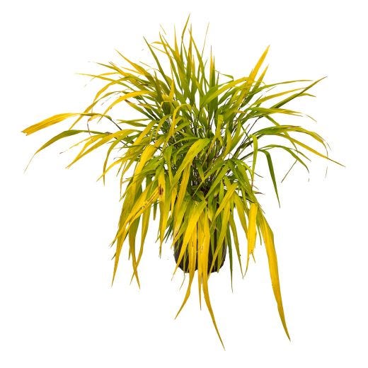 Ornamental Landscape Grass Assorted 1G