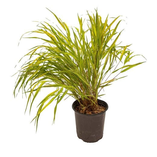 Ornamental Landscape Grass Assorted 1G