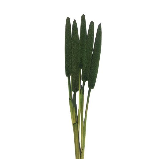 Cigar Millet Stem