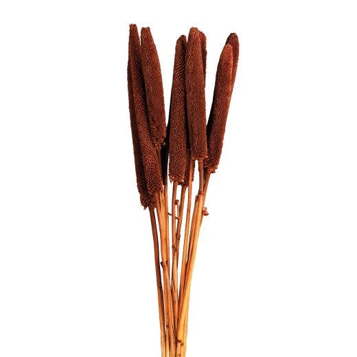 Cigar Millet Stem