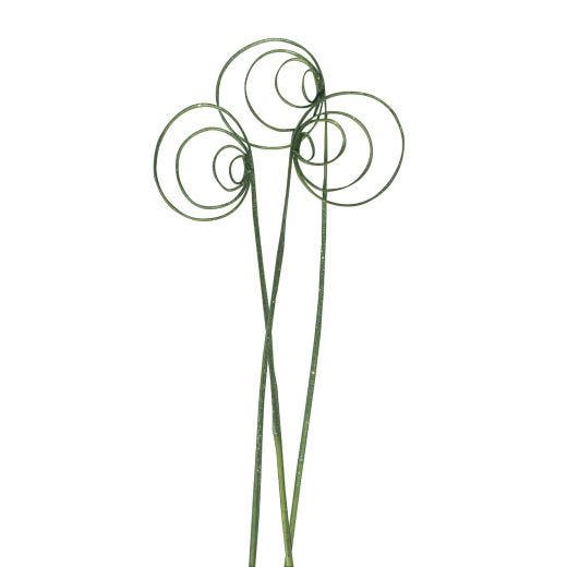 Cane Circle Stem