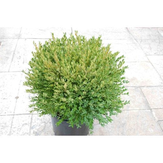 Green Gem Boxwood 3G