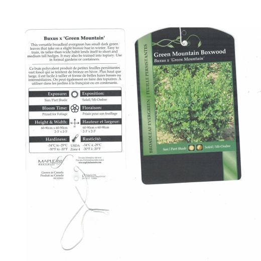 Green Mountain Boxwood 3G
