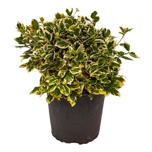 Emerald Gaiety Euonymus 2G