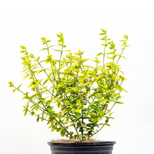 Euonymus Emerald N Gold 1 gal