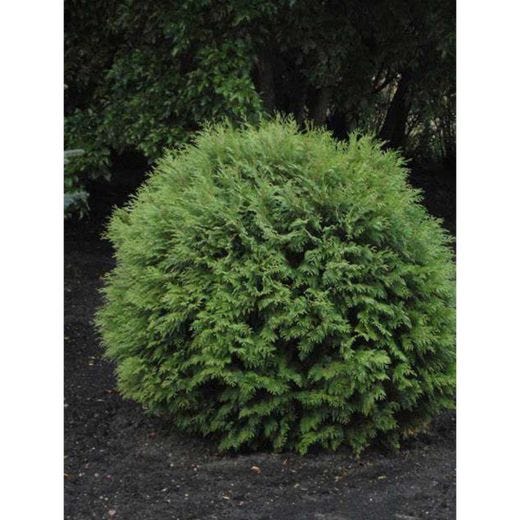 Little Giant Dwarf Eastern Cedar 2G