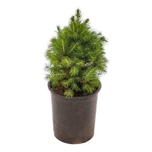 Dwarf Alberta Spruce 1G