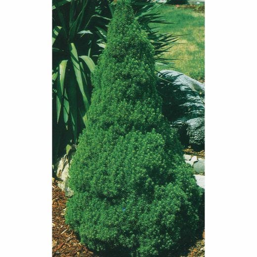 Dwarf Alberta Spruce 1G