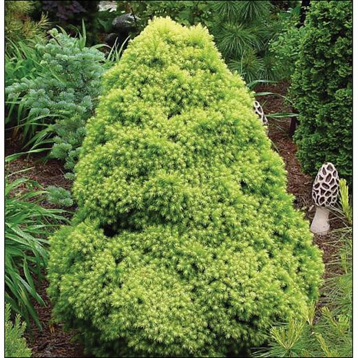Dwarf Alberta Spruce 1G