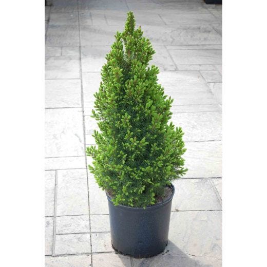 Dwarf Alberta Spruce 2G