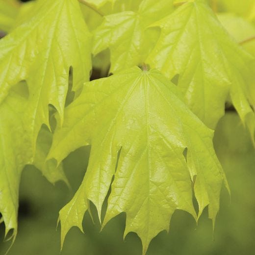Princton Gold Maple Tree 7G